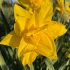 Golden Ducat Double Daffodil Bulbs Bulk | Irish Grown
