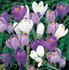 Crocus Blues Mixed