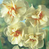 Narcissus Sir Winston Churchill