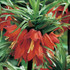 Fritillaria Imperialis Rubra