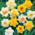 Double Flower Narcissi