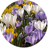 Woodland Bulbs 