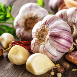 Garlic