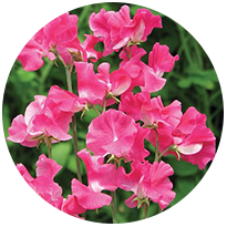 Sweet Pea