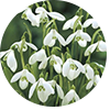 Snowdrops
