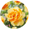 Narcissi