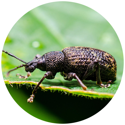Vine Weevil Control