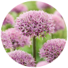 Alliums