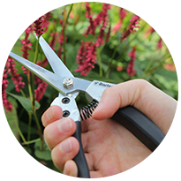 Pruning