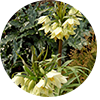 Fritillaria