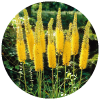 Eremurus