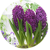 Hyacinths