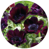 Anemone
