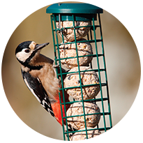 Bird Food