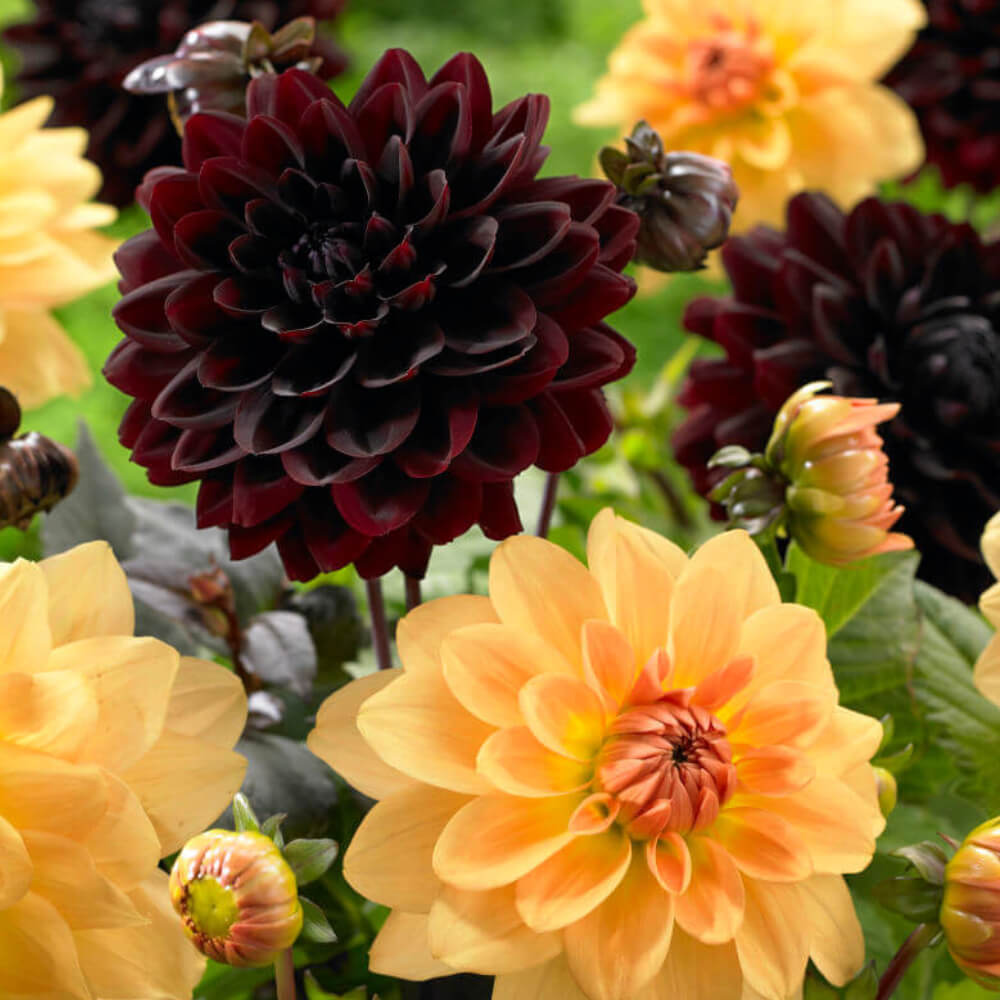 Decorative Dahlia