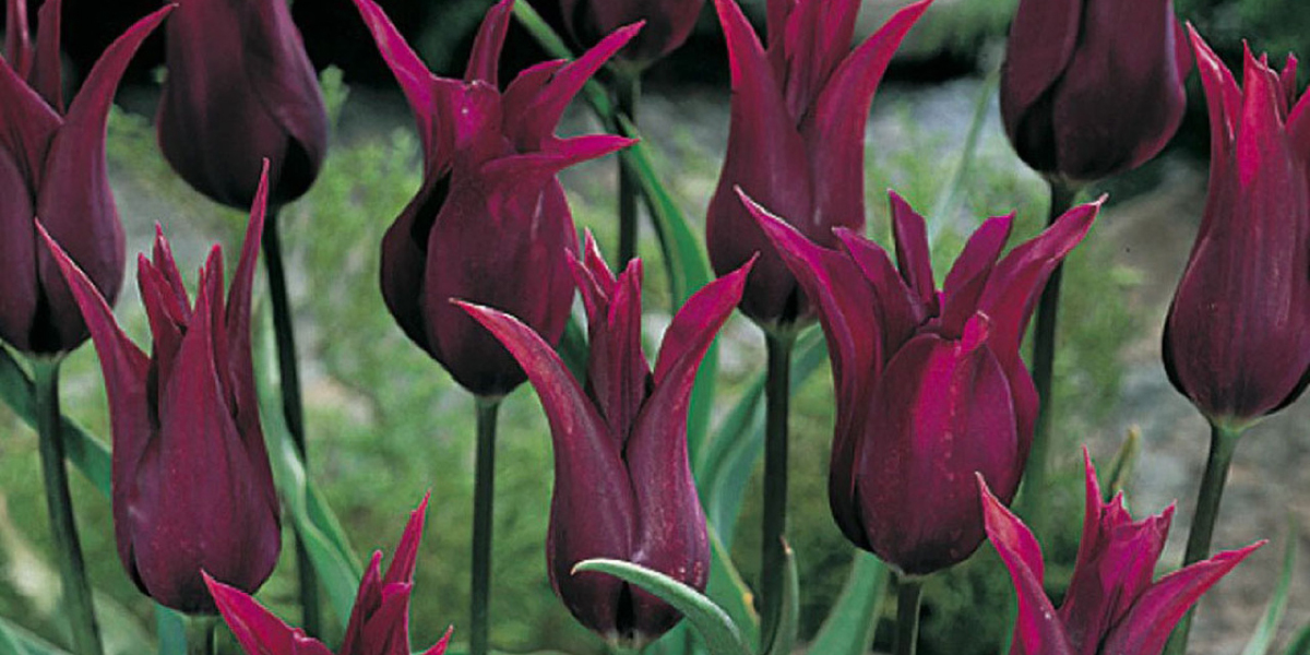 Lily Flowered