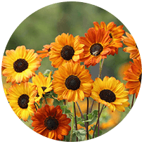 Flower Seeds S-T