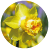 Daffodils