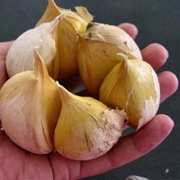 Onions and Shallots