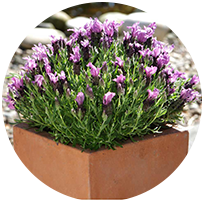 Flower Seeds J-L