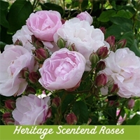 Heritage Scented Roses