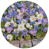 Pollinator Friendly