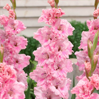 Gladioli