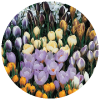 Crocus