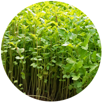 Green Manure