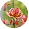 Lilies