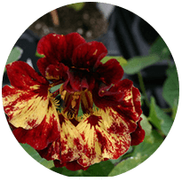 Flower Seeds M-O