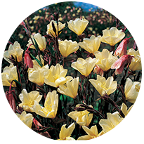 Premium Perennials