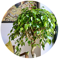 House Plants