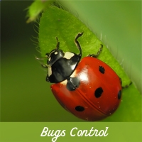 Bug Control