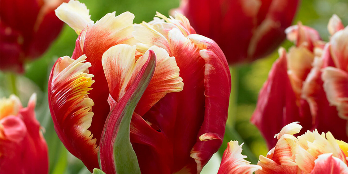 Spring Bulbs - Tulips - May Flowering - Mr Middleton Garden Shop