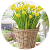 Excellent Cut Flower