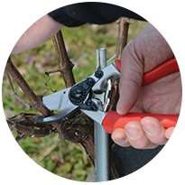 Felco Secateurs