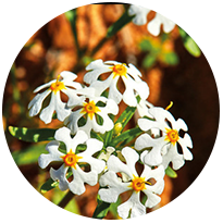 Flower Seeds U-W