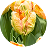 Limited Spring Bulbs