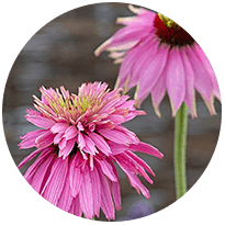 Flower Seeds D-F