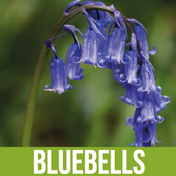 Woodland Bluebells
