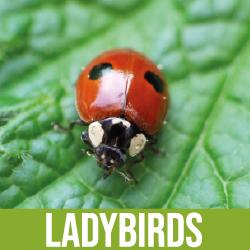 Ladybirds