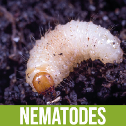 Nematodes