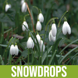 Snowdrops