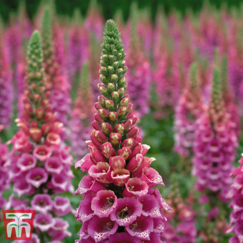Foxglove Candy Mountain (National Trust Range) - Mr Middleton Garden Shop