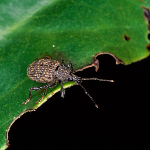 Bug Clear Ultra Vine Weevil Killer