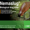 best way to kill garden pests