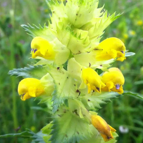 Wildflower Seeds Yellow Rattle - Mr Middleton Garden Shop