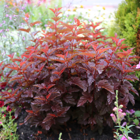Image of Physocarpus lady in red shrub in garden setting