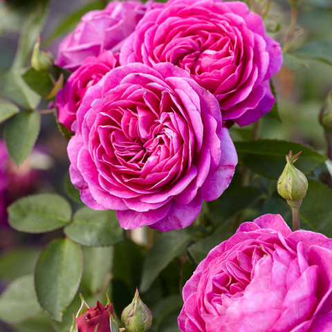 Rose 'Belles Rives' - Mr Middleton Garden Shop